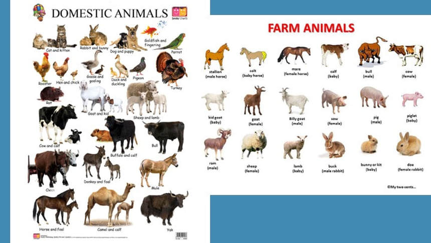 Domesticated animals